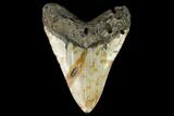 Huge, Fossil Megalodon Tooth - North Carolina #124460-2